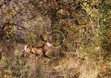 Hunting for red deer